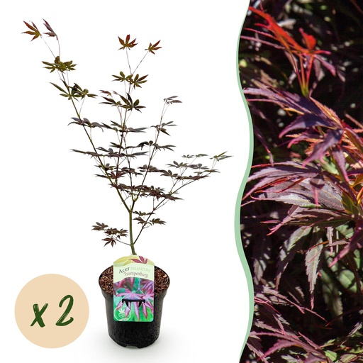 "Fächerahorn (Acer palmatum) – winterharter Zierbaum, Höhe ca. 19 cm image"