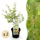 Balkonpflanze - Japanischer Ahorn - Acer palmatum Methamorphosa - Grün - 2 Pflanzen - Laubabwerfend - Topf 19cm Höhe 70cm