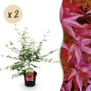 Balkonpflanze - Japanischer Ahorn - Acer palmatum Pink Dwarf - Rosa - 2 Pflanzen - Laubabwerfend - Topf 19cm Höhe 70cm