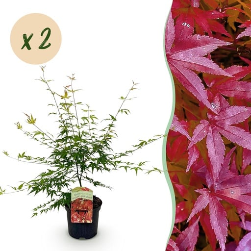 "Balkonpflanze - Japanischer Ahorn - Acer palmatum Pink Dwarf - Rosa - 2 Pflanzen - Laubabwerfend - Topf 19cm Höhe 70cm image"