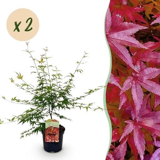 "Fächerahorn 'Pink Dwarf' 2er-Set (Acer palmatum) – winterharter Zierstrauch, Topf-Ø 19 cm, Höhe ca. 70 cm image"