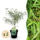 Balkonpflanze - Japanischer Ahorn - Acer palmatum Koto-no-ito - Grün - 2 Pflanzen - Laubabwerfend - Topf 19 cm - Höhe 70 cm