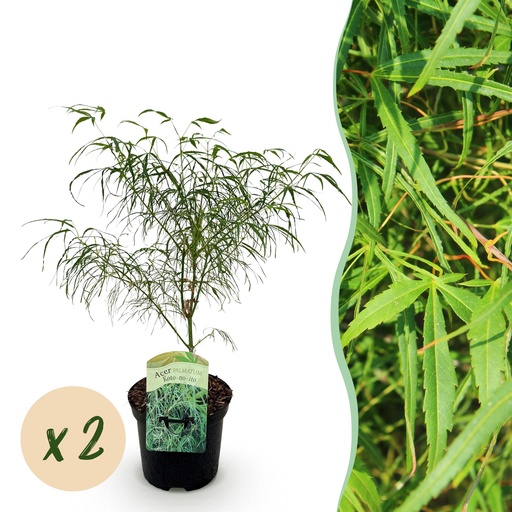 "Balkonpflanze - Japanischer Ahorn - Acer palmatum Koto-no-ito - Grün - 2 Pflanzen - Laubabwerfend - Topf 19 cm - Höhe 70 cm image"