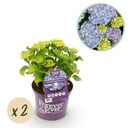 Balkonpflanze - Hortensie - Hydrangea Forever & Ever - Blau - 7-12 Blüten - 2 Pflanzen - Topf 23 cm - Höhe 55 cm