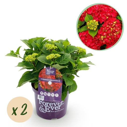 "Balkonpflanze - Hortensie - Hydrangea Forever & Ever - Rot - 7-12 Blüten - 2 Pflanzen - Topf 23 cm - Höhe 55 cm image"