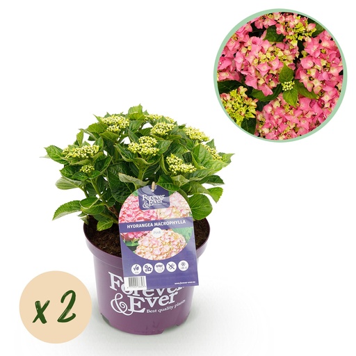 "Balkonpflanze - Hortensie - Hydrangea Forever & Ever - Rosa - 7-12 Blumen - 2 Pflanzen - Topf 23cm Höhe 55cm image"