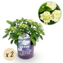 Balkonpflanze - Hortensie - Hydrangea Forever & Ever - Weiß - 7-12 Blumen - 2 Pflanzen - Topf 23cm Höhe 55cm