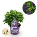Balkonpflanze - Hortensie - Hydrangea Forever & Ever - Lila - 7-12 Blumen - 2 Pflanzen - Topf 23cm Höhe 55cm