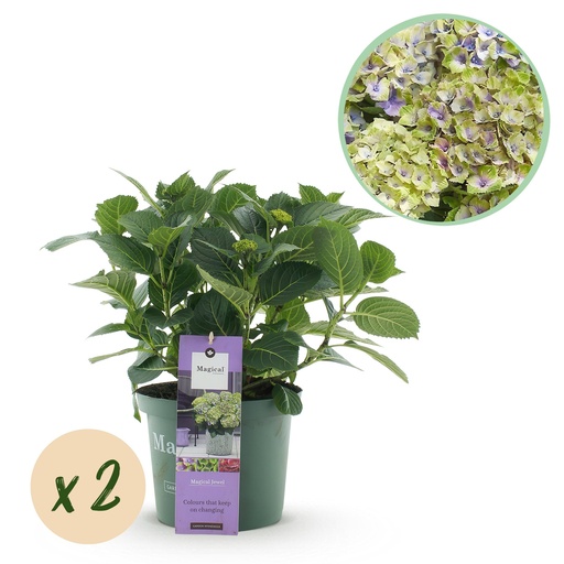 "Balkonpflanze - Hortensie - Hydrangea Magical Jewel Blue - Blau - 6-10 Blumen - 2 Pflanzen - Topf 23cm Höhe 55cm image"