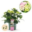 Balkonpflanze - Hortensie - Hydrangea Magical Jewel Pink - Rosa - 6-10 Blüten - 2 Pflanzen - Topf 23cm Höhe 55cm
