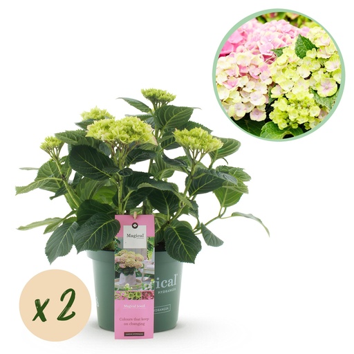 "Balkonpflanze - Hortensie - Hydrangea Magical Jewel Pink - Rosa - 6-10 Blüten - 2 Pflanzen - Topf 23cm Höhe 55cm image"