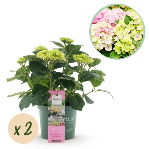 "Hortensie 'Magical Jewel Pink' 2er-Set (Hydrangea) – winterharter Blütenstrauch, Topf-Ø 23 cm, Höhe ca. 55 cm image"