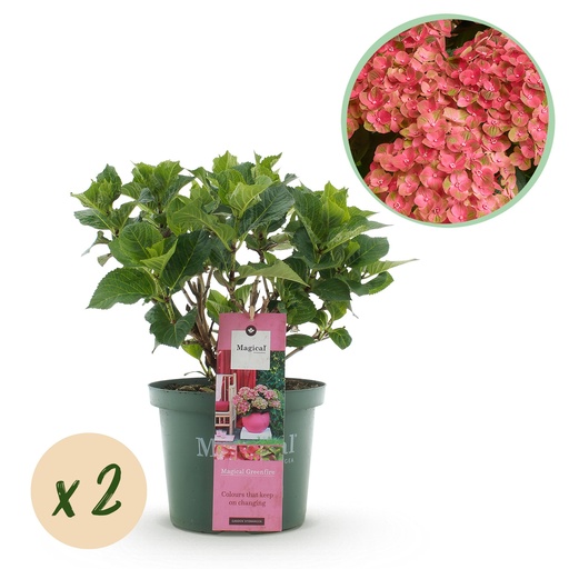 "Balkonpflanze - Hortensie - Hydrangea Magical Green Fire - Rosa Grün - 6-10 Blüten - 2 Pflanzen - Topf 23cm Höhe 55cm image"