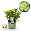 Balkonpflanze - Hortensie - Hydrangea Magical Noblesse - Weiß - 6-10 Blüten - 2 Pflanzen - Topf 23cm Höhe 55cm