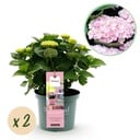 Balkonpflanze - Hortensie - Hydrangea Magical Revolution Pink - Pink - 6-10 Blüten - 2 Pflanzen - Topf 23cm Höhe 55cm
