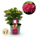 Balkonpflanze - Hortensie - Hydrangea Magical Tuesday & Saphire - Rot - 6-10 Blüten - 2 Pflanzen - Topf 23cm Höhe 55cm