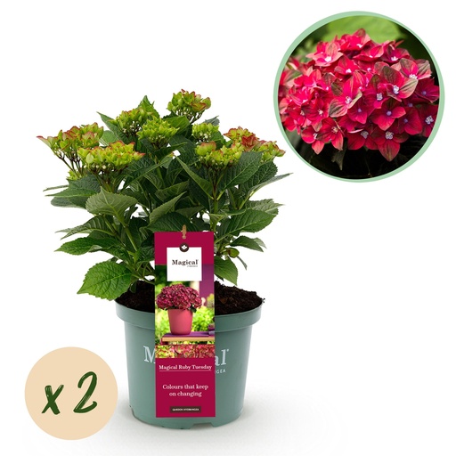 "Balkonpflanze - Hortensie - Hydrangea Magical Tuesday & Saphire - Rot - 6-10 Blüten - 2 Pflanzen - Topf 23cm Höhe 55cm image"