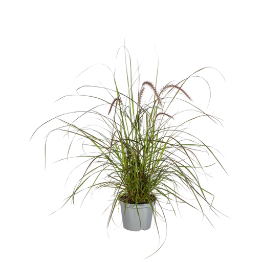"Rotes Lampenputzergras 4er-Set (Pennisetum) – frostempfindliches Ziergras, Topf-Ø 13 cm, Höhe ca. 13 cm image"