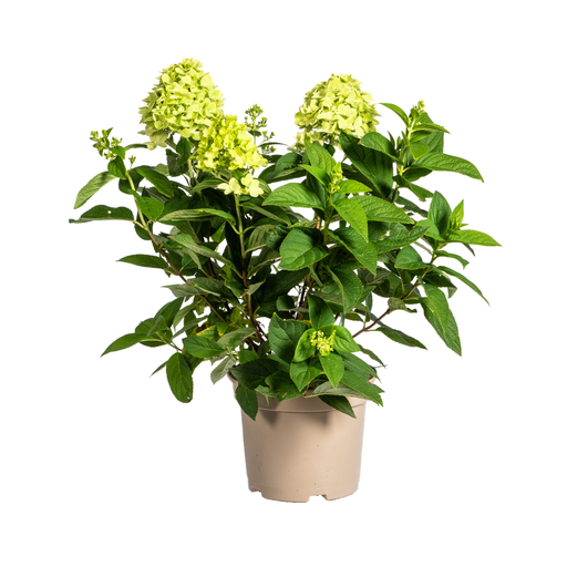 "Rispenhortensie (Hydrangea paniculata) – winterharter Blütenstrauch, Topf-Ø 19 cm, Höhe ca. 19 cm image"