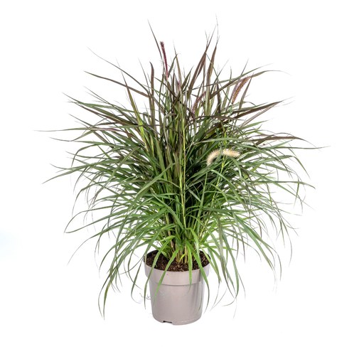 "Lampenputzergras (Cenchrus advena) – winterhartes Ziergras, Topf-Ø 27 cm, Höhe ca. 27 cm image"