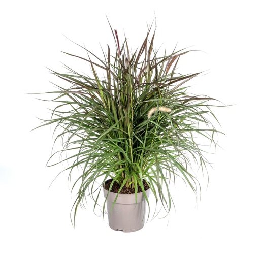 "Lampenputzergras (Cenchrus advena) – winterhartes Ziergras, Topf-Ø 27 cm, Höhe ca. 27 cm image"
