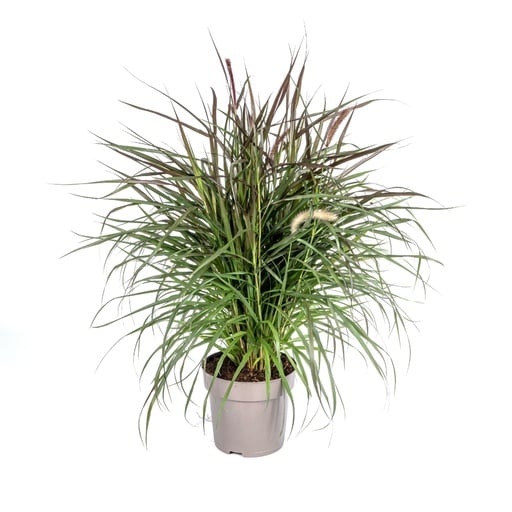 "Lampenputzergras (Cenchrus advena) – winterhartes Ziergras, Topf-Ø 27 cm, Höhe ca. 27 cm image"