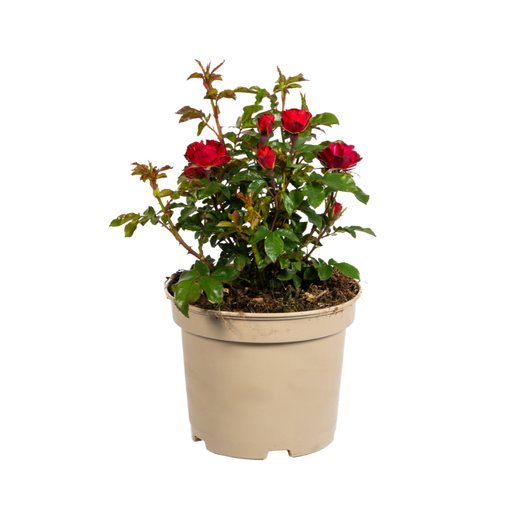 "Rosa Zepeti Ø19cm - ↕35 - 40cm image"