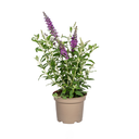 Buddleja Davidii Purple Ø19cm - ↕40 - 50cm