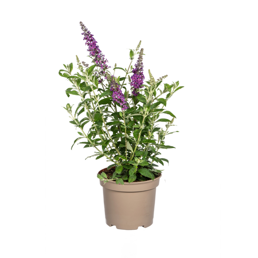 "Buddleja Davidii Purple Ø19cm - ↕40 - 50cm image"