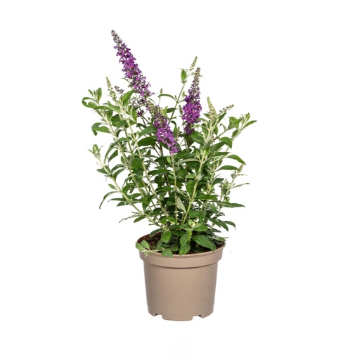 "Schmetterlingsflieder lila (Buddleja davidii) – winterharter Blütenstrauch, Topf-Ø 19 cm, Höhe ca. 40–50 cm image"