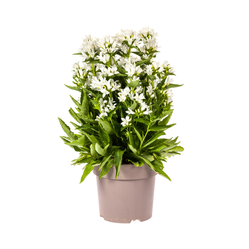 "Knäuel-Glockenblume (Campanula glomerata) – winterharte Staude, Topf-Ø 19 cm, Höhe ca. 19 cm image"