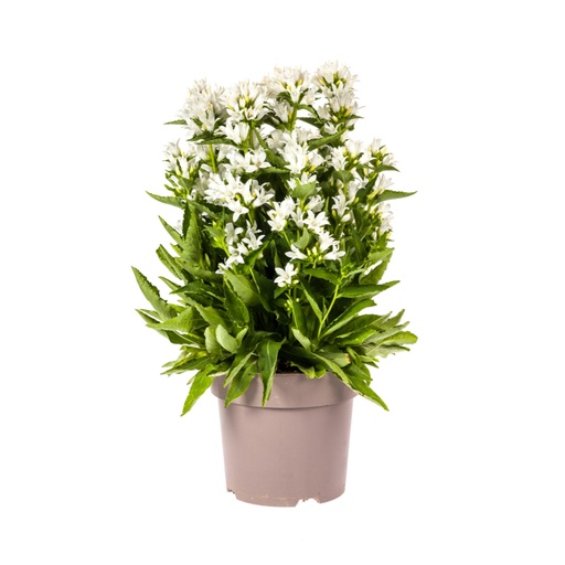 "Knäuel-Glockenblume 'Genti' (Campanula glomerata) – winterharte Staude, Topf-Ø 19 cm, Höhe ca. 30–40 cm image"