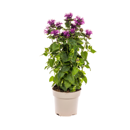 "Monarda Didyma Purple Ø19cm - ↕45 - 60cm image"
