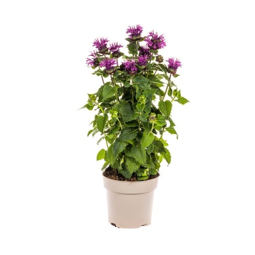 "Indianernessel lila (Monarda didyma) – winterharte Staude, Topf-Ø 19 cm, Höhe ca. 45–60 cm image"