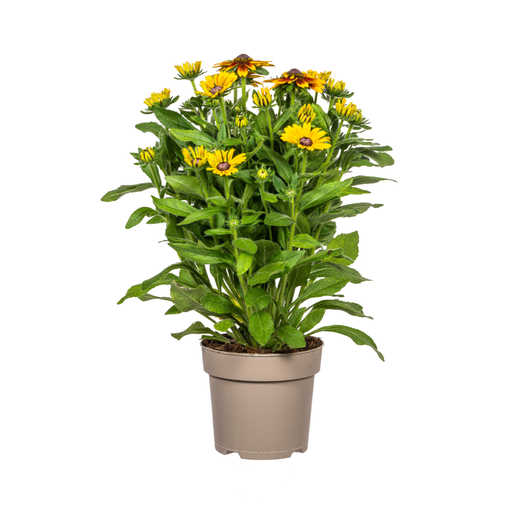 "Sonnenhut (Rudbeckia spec.) – winterharte Staude, Topf-Ø 19 cm, Höhe ca. 19 cm image"