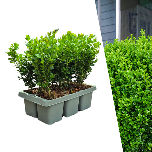 "Buchsbaum 'NewGen Freedom' (Buxus) – immergrün, triebsterben-resistent, 6er-Set, Topf-Ø 7 cm, Höhe ca. 15 cm image"