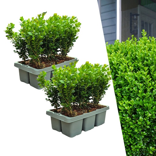 "Buchsbaum 'NewGen Freedom' 12 Pflanzen (2 × 6er-Pack) (Buxus) – winterharter immergrüner Strauch, Topf-Ø 7 cm, Höhe ca. 15 cm image"