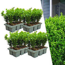4 x 6er-Pack Buxus NewGen Freedom – Winterharte Immergrüne Sträucher 24 x Ø7 cm 