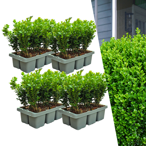"4 x 6er-Pack Buxus NewGen Freedom – Winterharte Immergrüne Sträucher 24 x Ø7 cm - ↕15 cm | Kompakter Buchsbaum image"