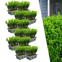 12 x 6er-Pack Buxus NewGen Freedom – Winterharte Immergrüne Sträucher 72 x Ø7 cm