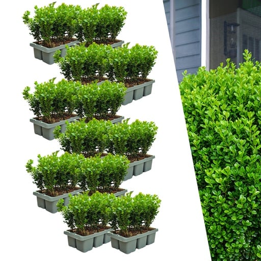 "Buchsbaum 'NewGen Freedom' 72 Pflanzen (12 × 6er-Pack) (Buxus) – winterharter immergrüner Strauch, Topf-Ø 7 cm, Höhe ca. 15 cm image"
