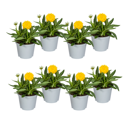 "8x Coreopsis Grandiflora Ø13cm - ↕25 - 35cm image"