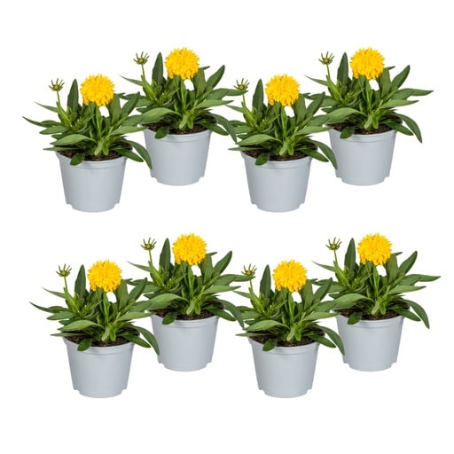 "Großblumiges Mädchenauge 8er-Set (Coreopsis grandiflora) – winterharte Staude, Topf-Ø 13 cm, Höhe ca. 25–35 cm image"