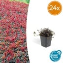 24 x Acaena microphylla 'Kupferteppich' - ↕10-25cm - Ø9cm