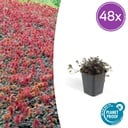 48x Acaena microphylla 'Kupferteppich' - ↕10-25cm - Ø9cm