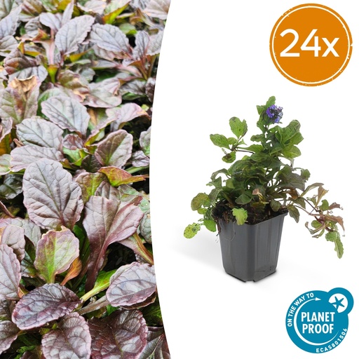 "24x Ajuga reptans - ↕10-25cm - Ø9cm image"