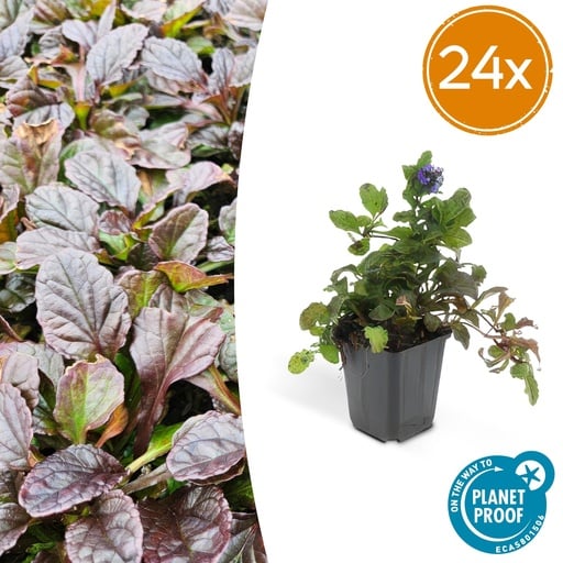 "Kriechender Günsel 24er-Set (Ajuga reptans) – winterharte Bodendecker-Staude, Topf-Ø 9 cm, Höhe ca. 25 cm image"