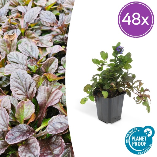 "48x Ajuga reptans - ↕10-25cm - Ø9cm image"