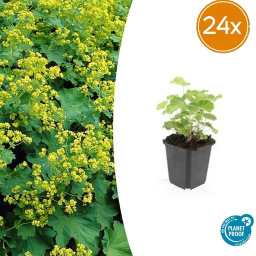 "Weicher Frauenmantel 24er-Set (Alchemilla mollis) – winterharte Staude, Topf-Ø 9 cm, Höhe ca. 25 cm image"