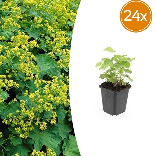 "Weicher Frauenmantel 24er-Set (Alchemilla mollis) – winterharte Staude, Topf-Ø 9 cm, Höhe ca. 25 cm image"